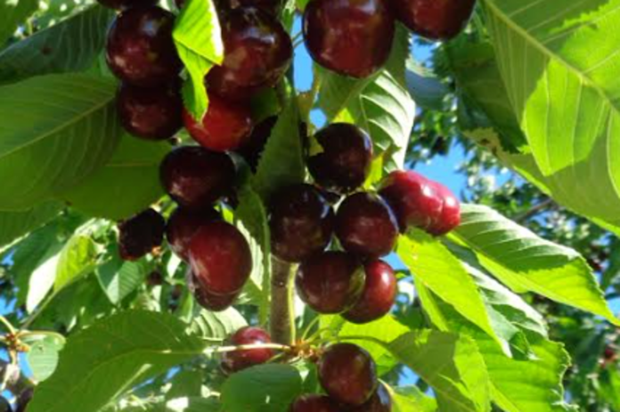 b434cb8081b74de483e3