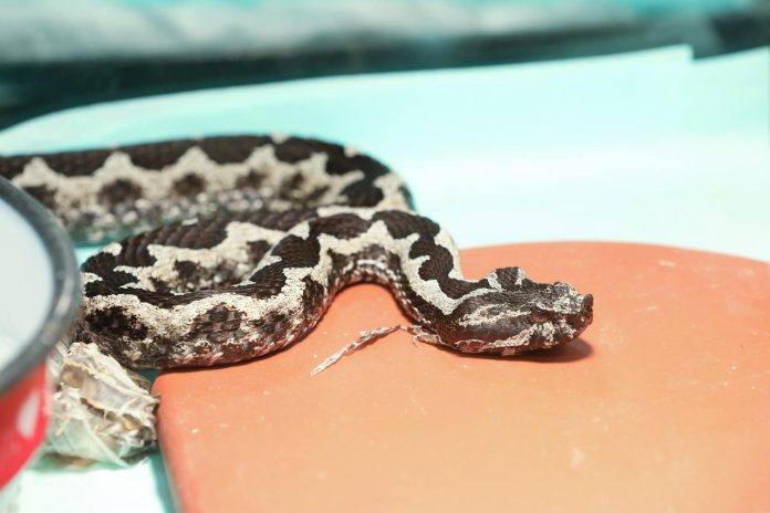 f2d98b53a519f0d42686